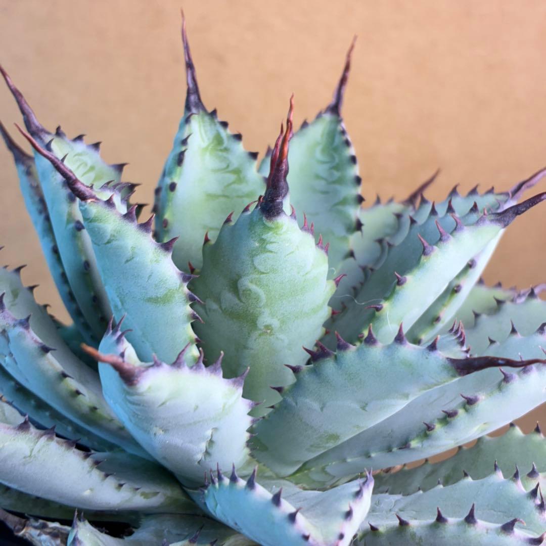 コ*イ様 アガベ ハイブリッド 八荒雷神 曲刺八荒 陽炎強黒曲棘 特選