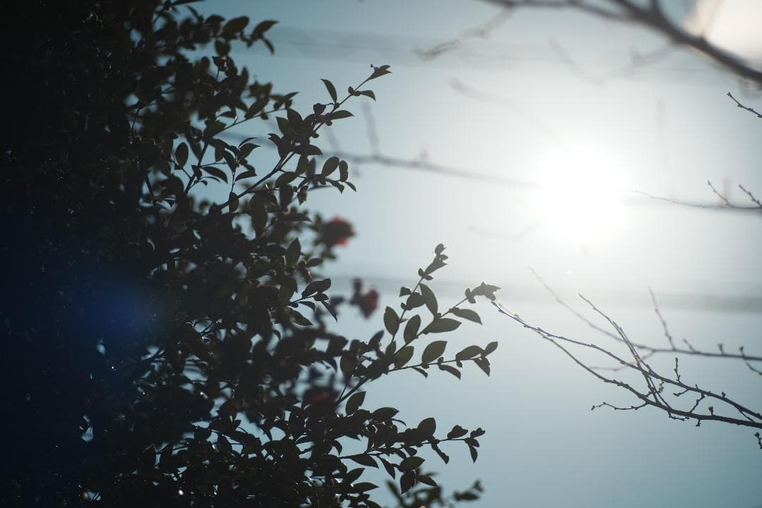 レンズ(単焦点) Contax Carl Zeiss Planar 135mm f2 AEG 69