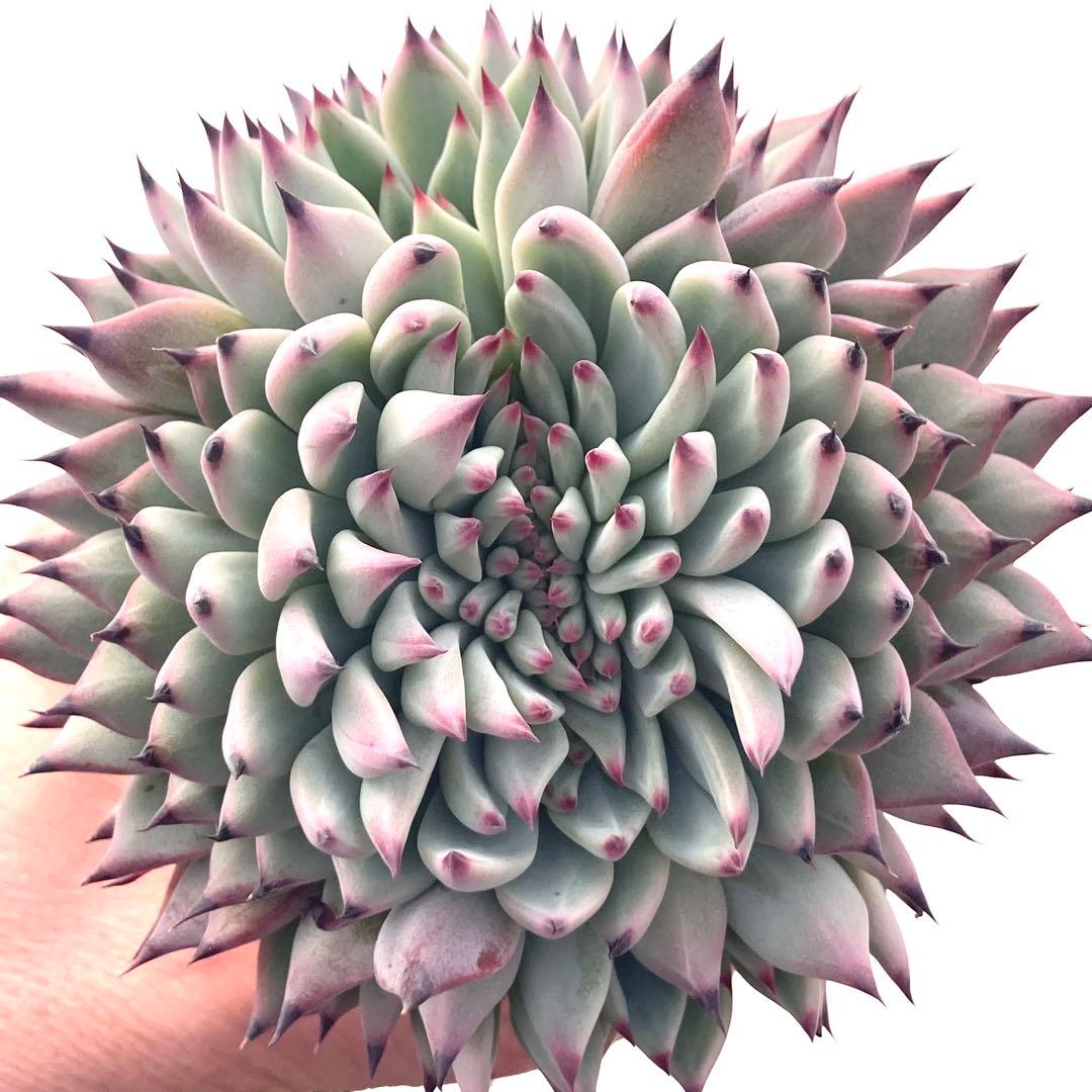 【激レア綴化苗】ミックスベリア 紫紺の矢 多肉植物 おらいさん 自家繁殖苗