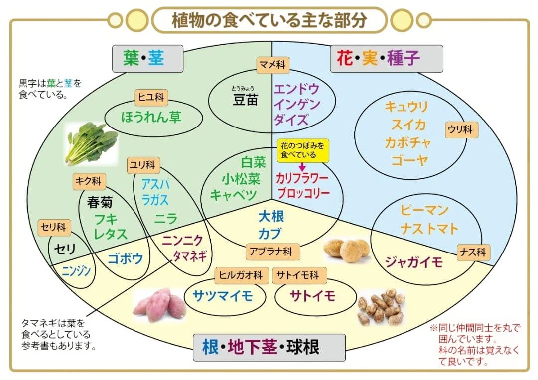 お買い得セット　中学受験・頻出用語・ポイントにしぼったまとめカード