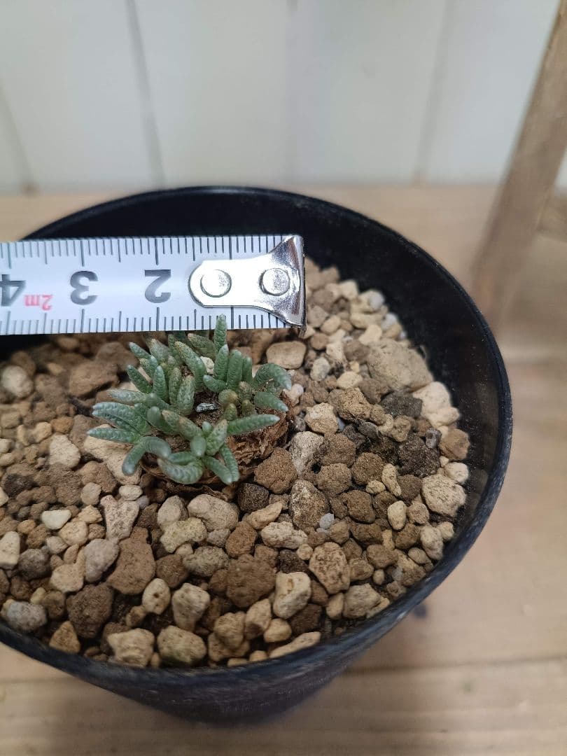 大介ページ　　D039 珍種 アボニア クイナリア（赤花）