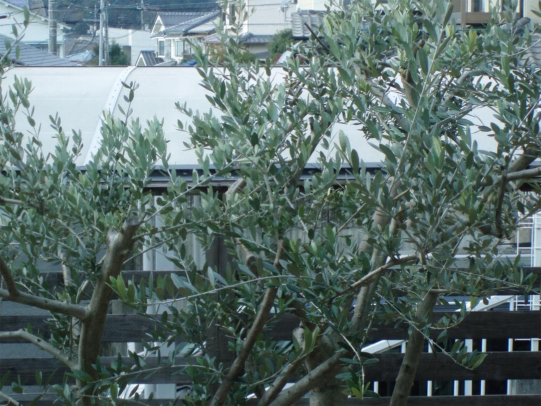 【撮影画像有】オールドデジカメ オリンパス μ710 動作確認済み