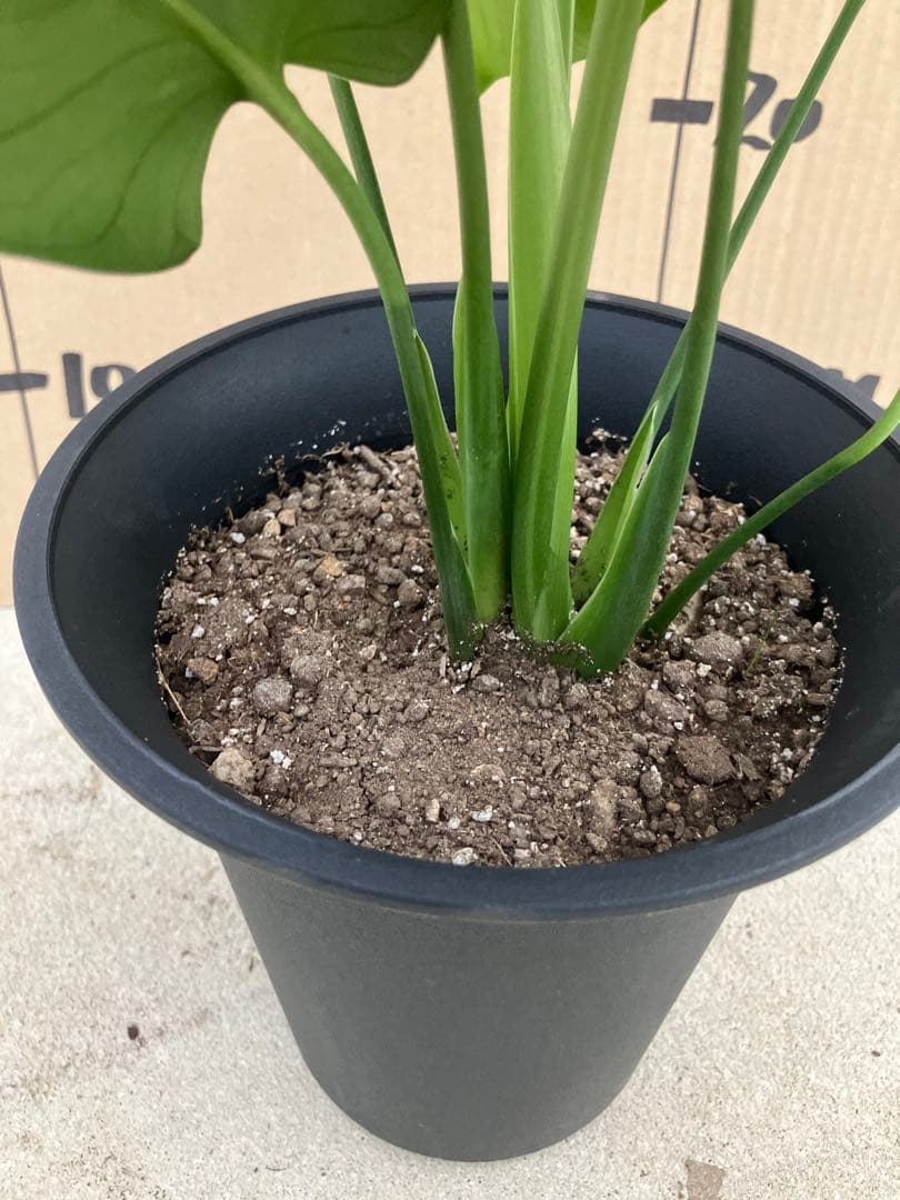 モンステラ斑入り　デリシオーサ実生株　2鉢セット