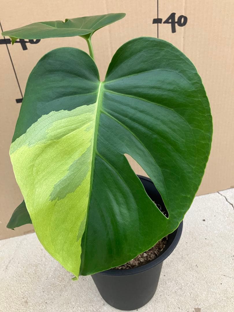 モンステラ斑入り　デリシオーサ実生株　2鉢セット