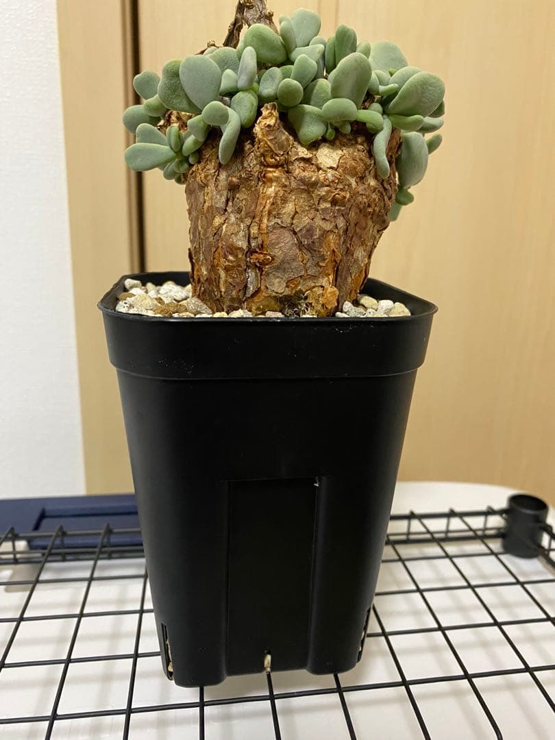 発根済みケラリアピグマエア