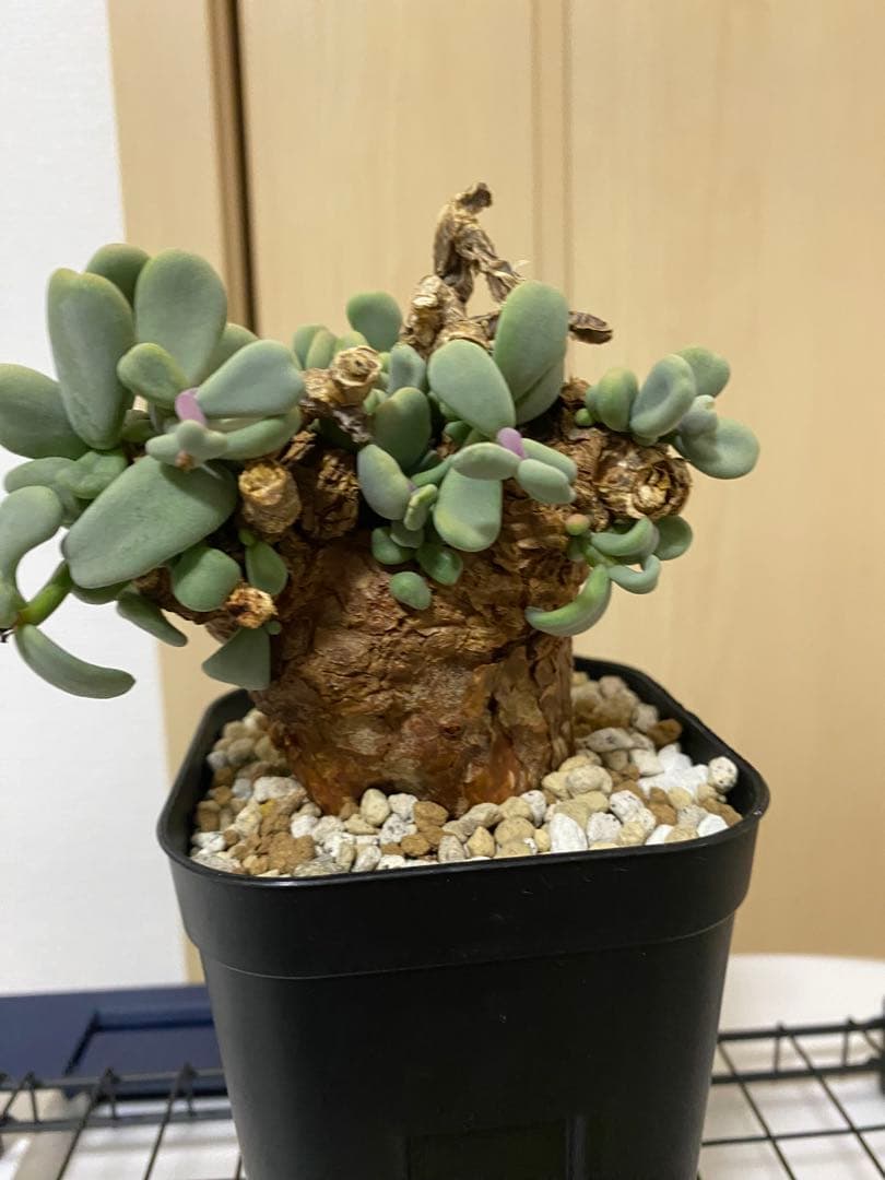 発根済みケラリアピグマエア