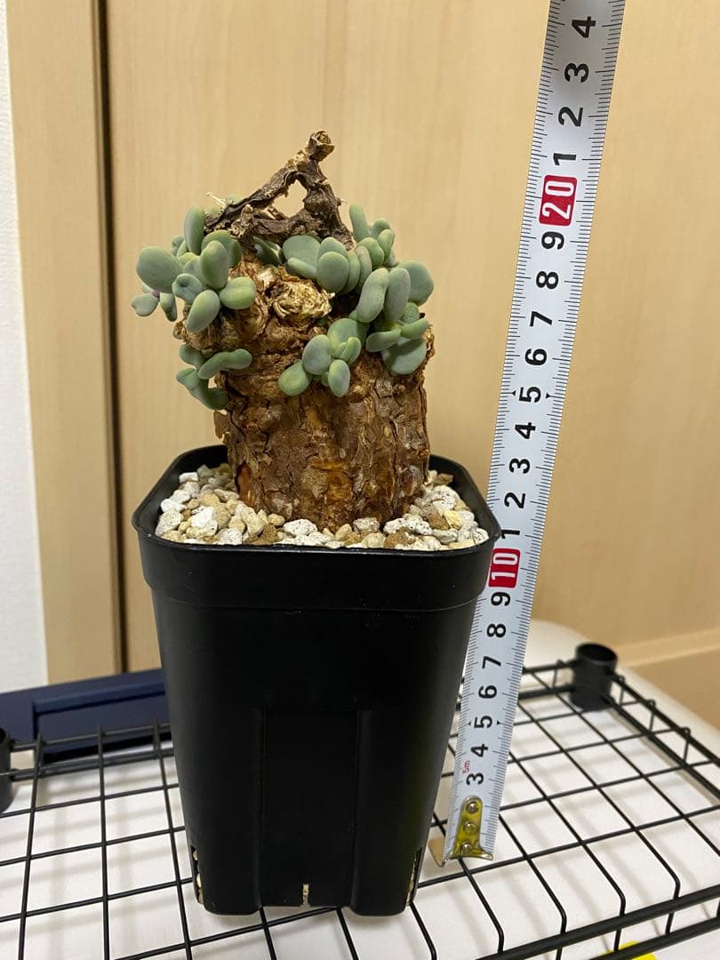 発根済みケラリアピグマエア