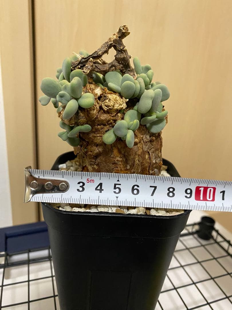 発根済みケラリアピグマエア