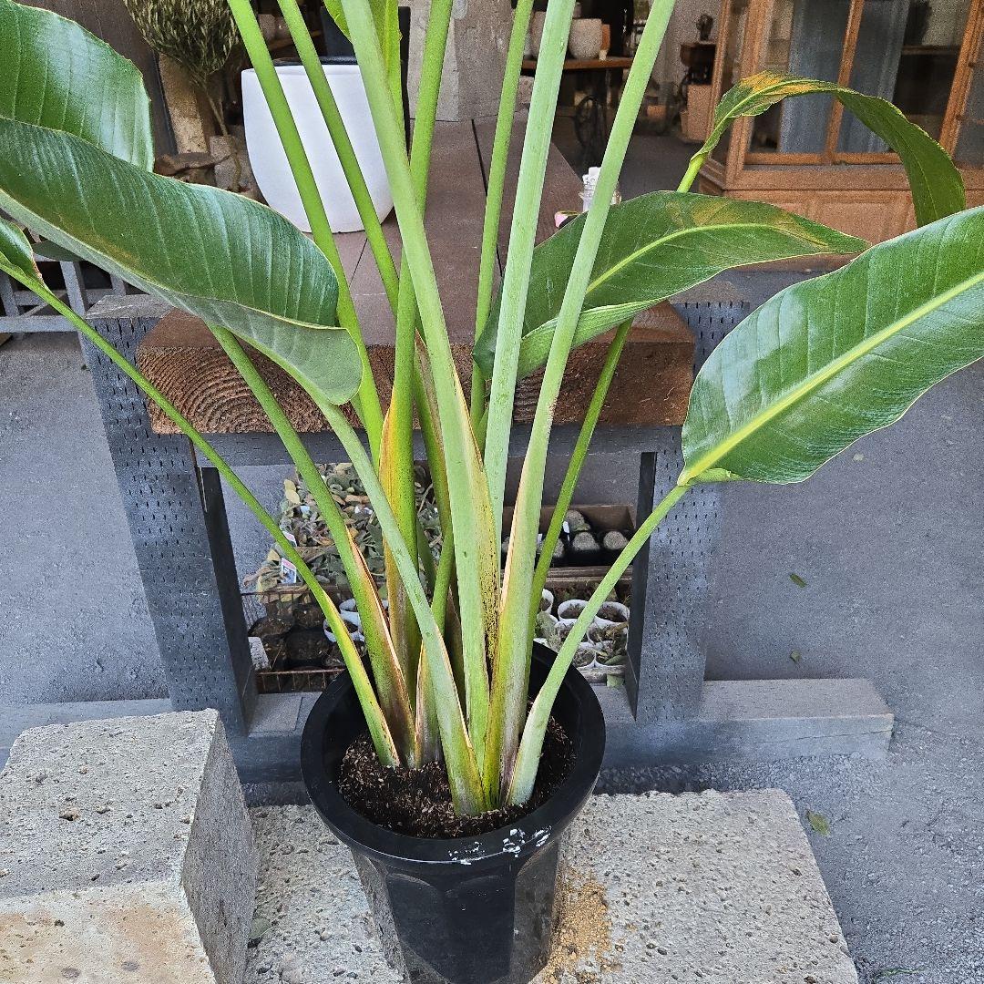 ②　ストレリチアオーガスタ　10号　特大苗木最高等級極上品‼️