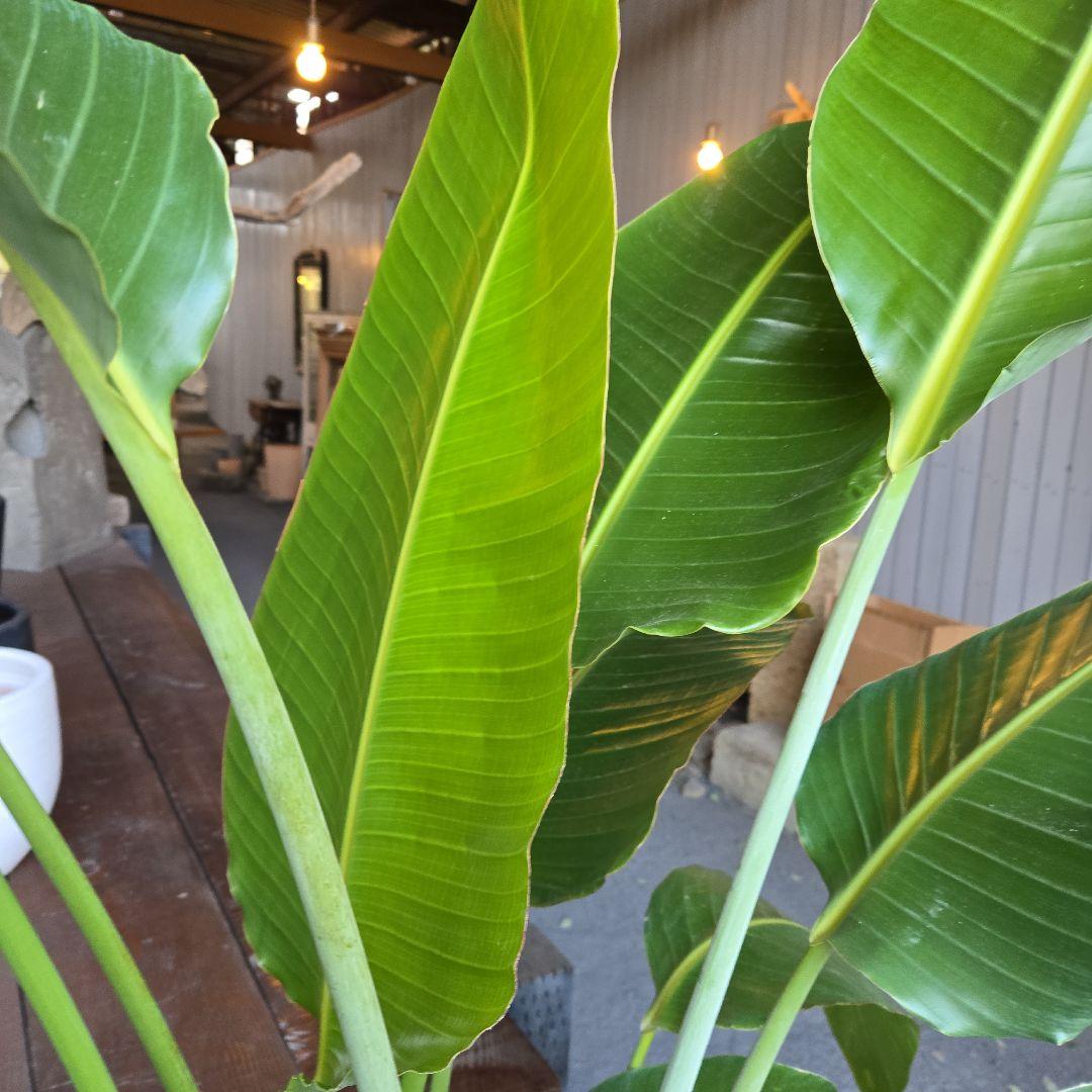 ②　ストレリチアオーガスタ　10号　特大苗木最高等級極上品‼️