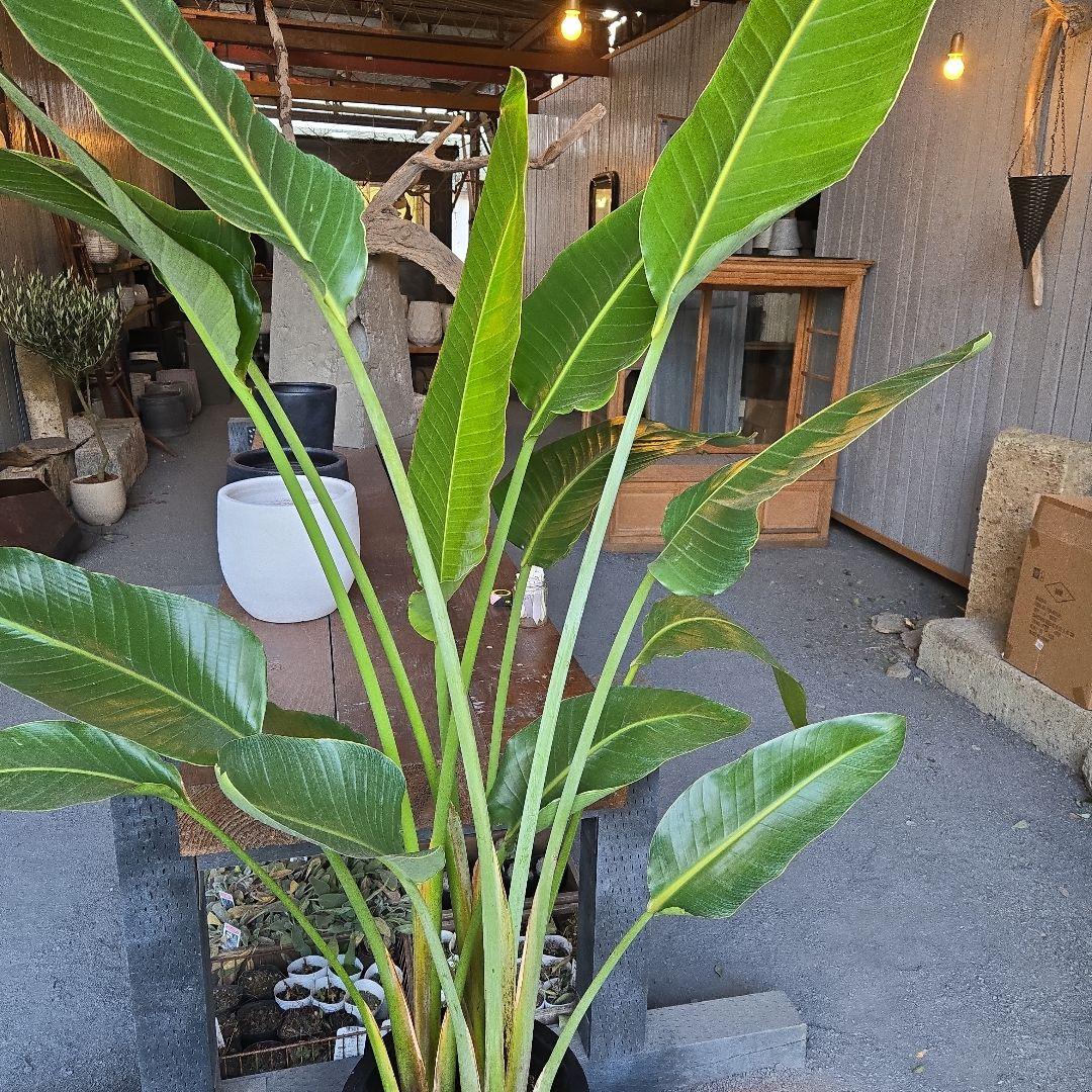 ②　ストレリチアオーガスタ　10号　特大苗木最高等級極上品‼️