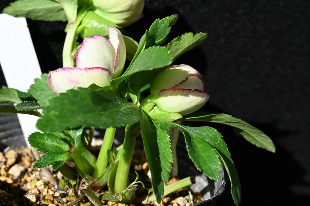 クリスマスローズ　認定プリマヴェーラ　sd多弁 加藤農園