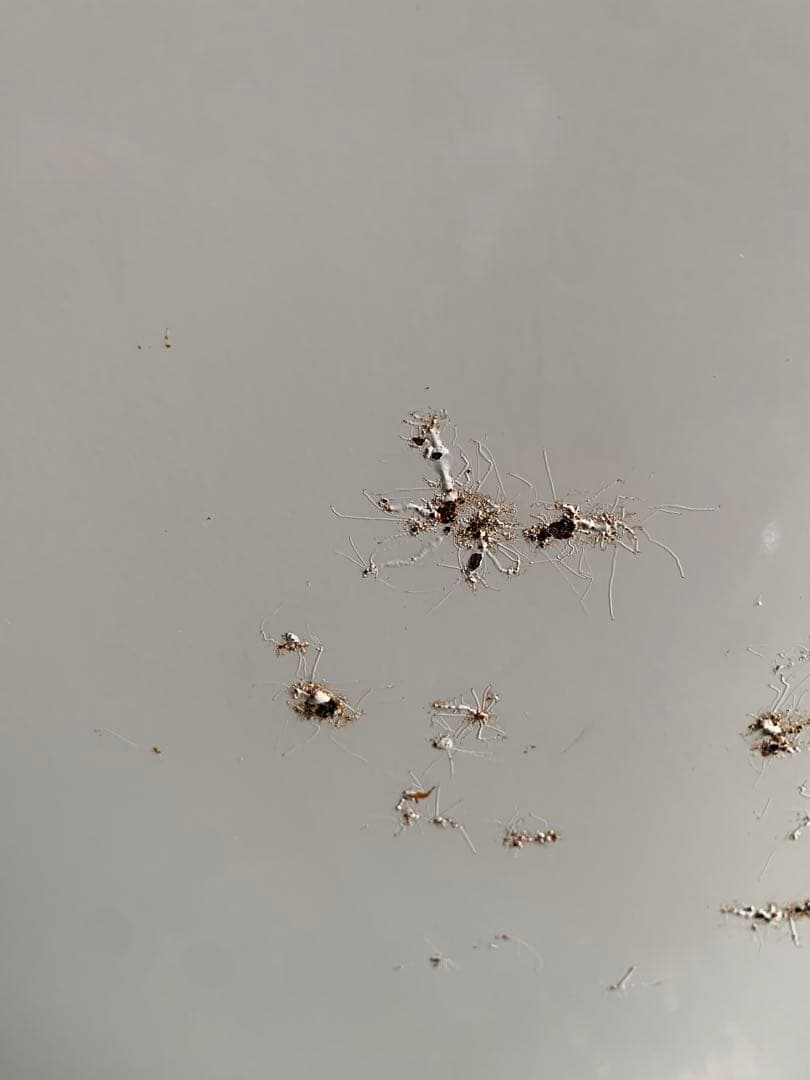 SHARP 希少 レトロポップ 冷蔵庫 稼動品 緑 昭和レトロ レトロ家電