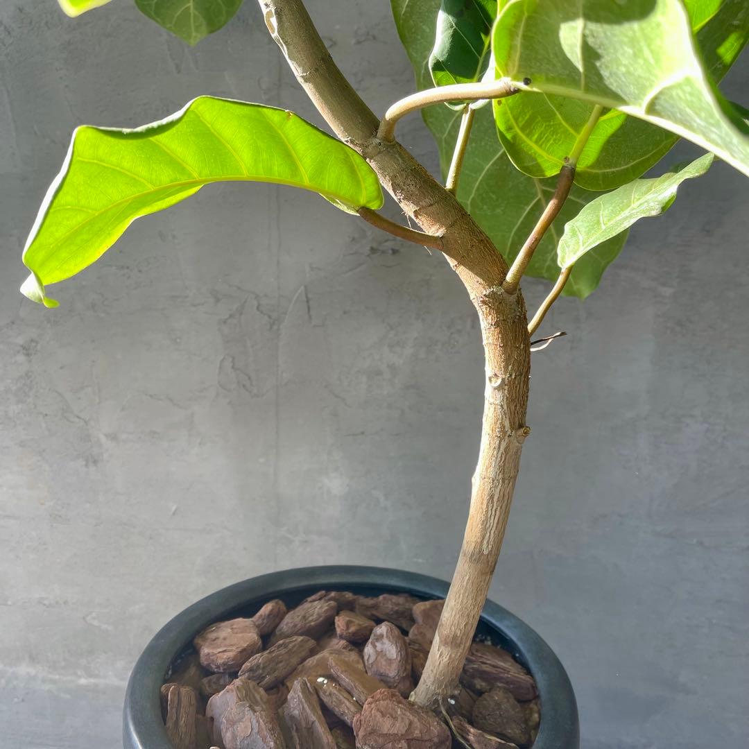 希少　特大　フィカス　アフリカンプリンス　曲がり仕立て　陶器鉢　植え込み発送