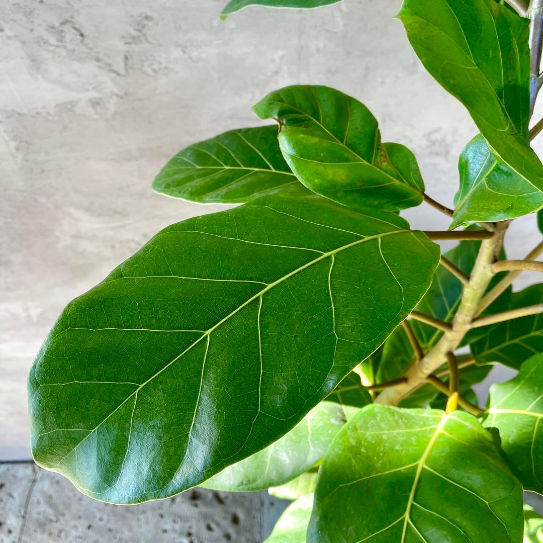 希少　特大　フィカス　アフリカンプリンス　曲がり仕立て　陶器鉢　植え込み発送