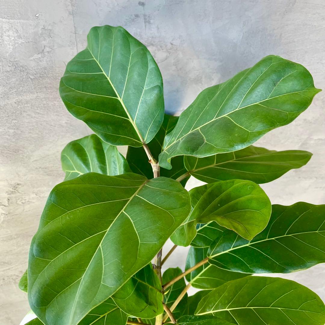 希少　特大　フィカス　アフリカンプリンス　曲がり仕立て　陶器鉢　植え込み発送
