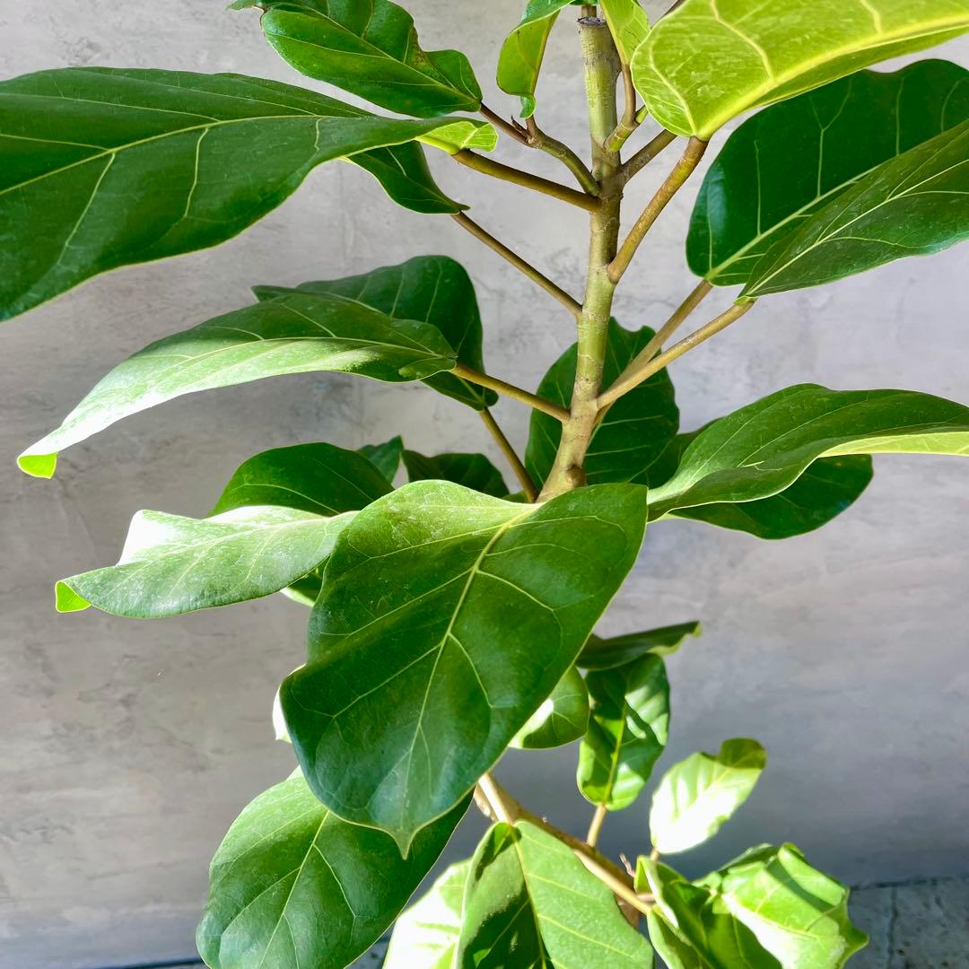希少　特大　フィカス　アフリカンプリンス　曲がり仕立て　陶器鉢　植え込み発送