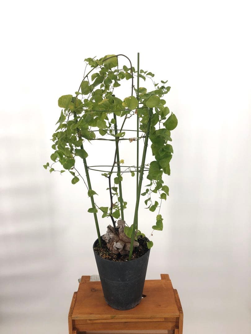 アフリカ亀甲竜　塊根植物