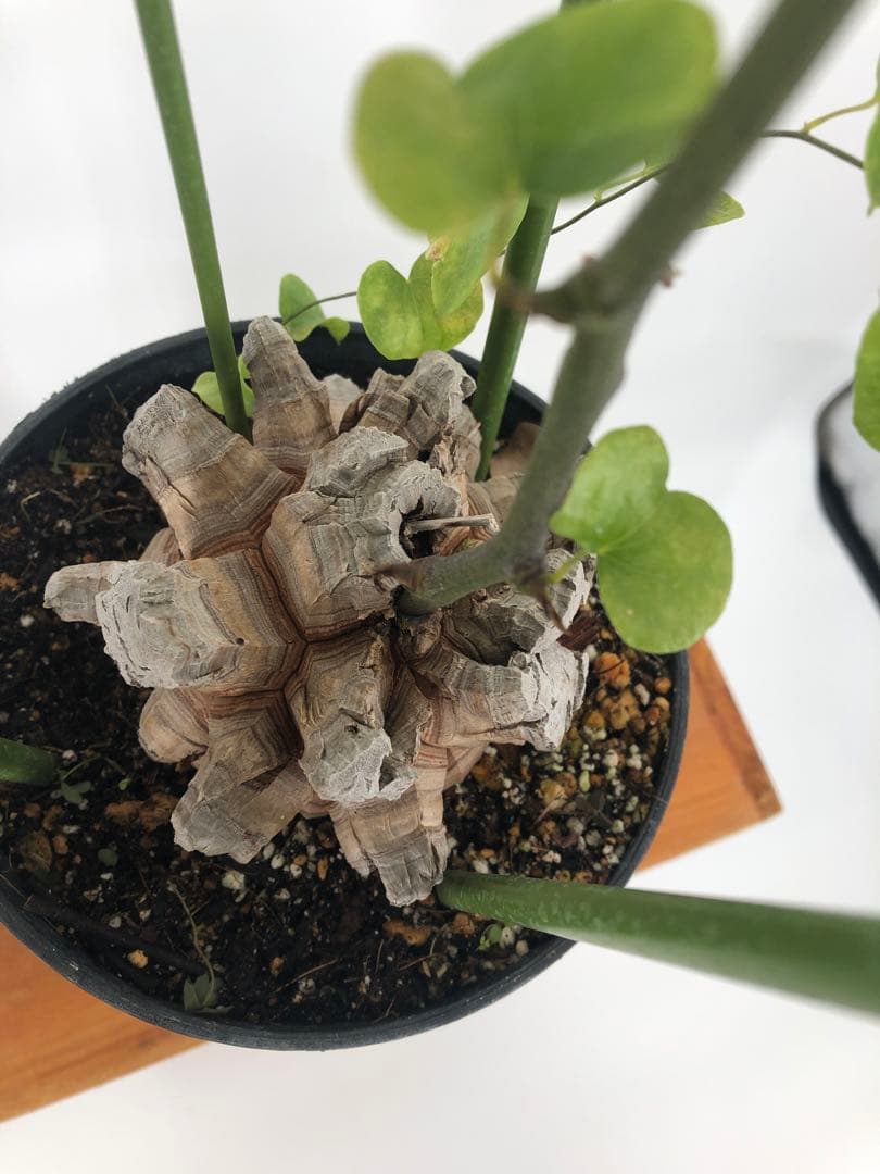 アフリカ亀甲竜　塊根植物