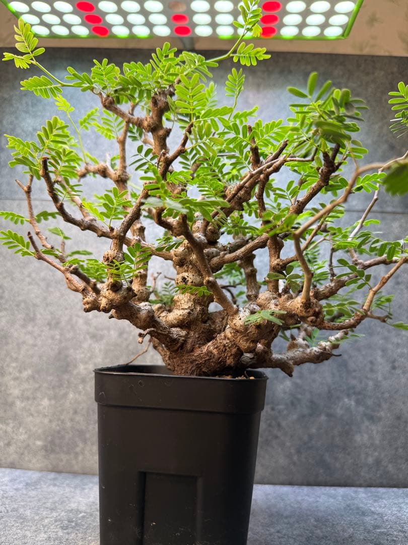 センナ　メリディオナリス　海外実生　発根済み　424