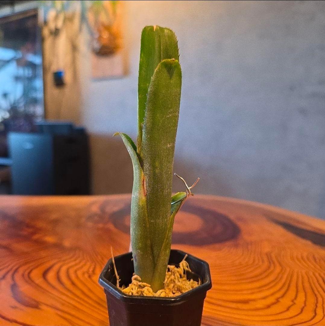 【ビルベルギア ディッピンドッツ】孫株出そうな突起付き♪発根済♪タンクブロメリア