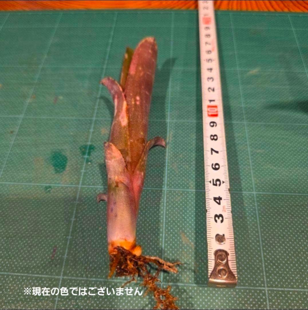【ビルベルギア ディッピンドッツ】孫株出そうな突起付き♪発根済♪タンクブロメリア