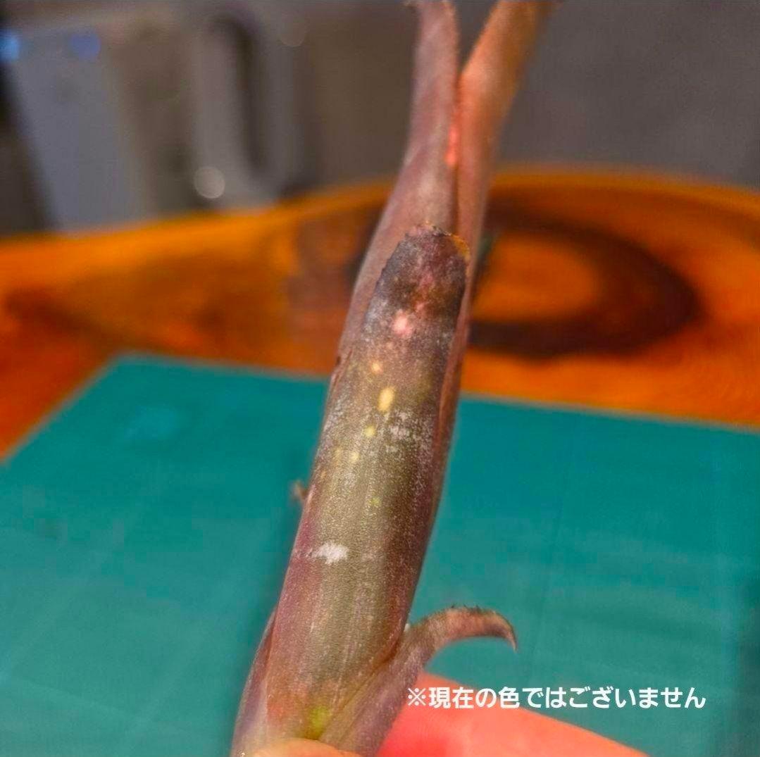 【ビルベルギア ディッピンドッツ】孫株出そうな突起付き♪発根済♪タンクブロメリア