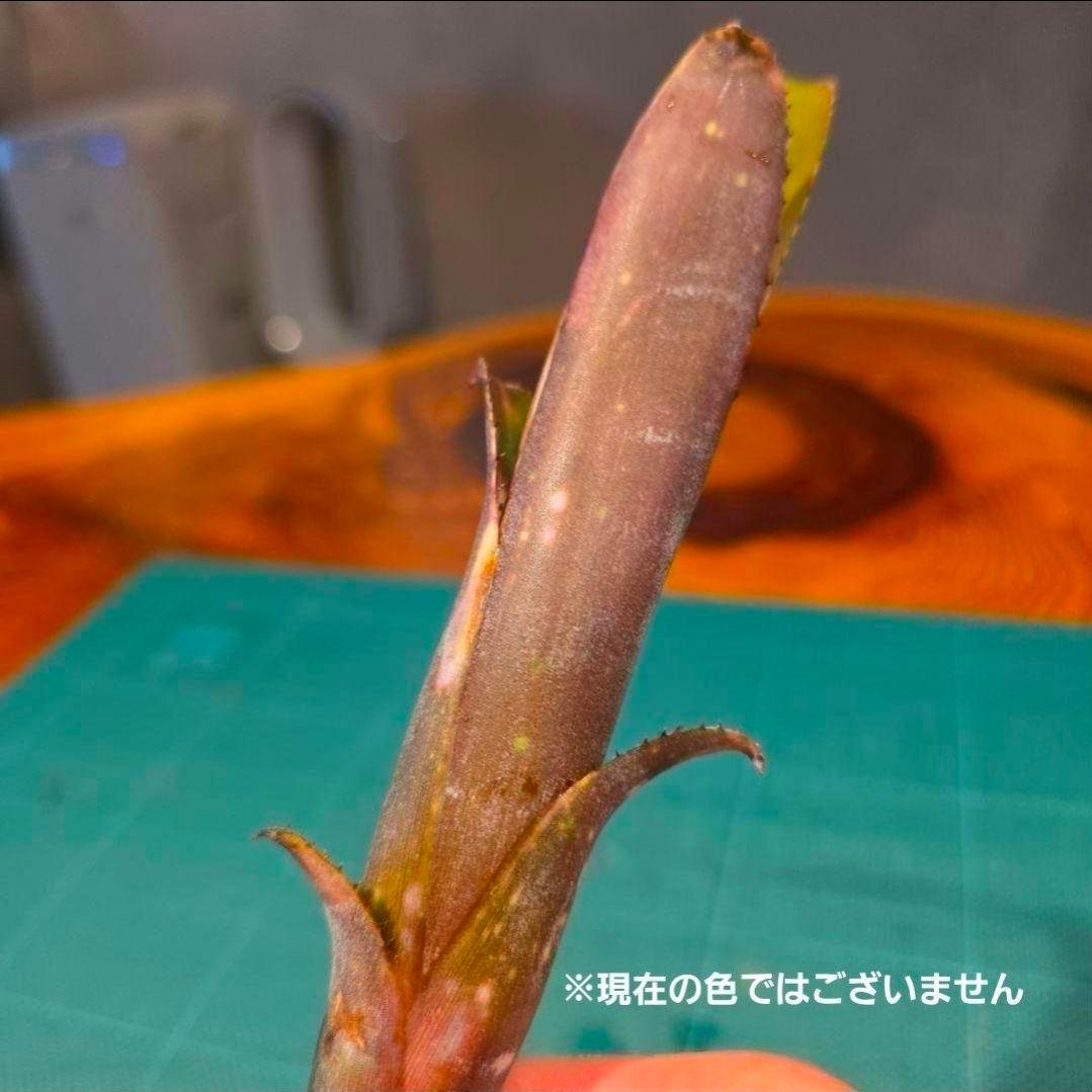 【ビルベルギア ディッピンドッツ】孫株出そうな突起付き♪発根済♪タンクブロメリア