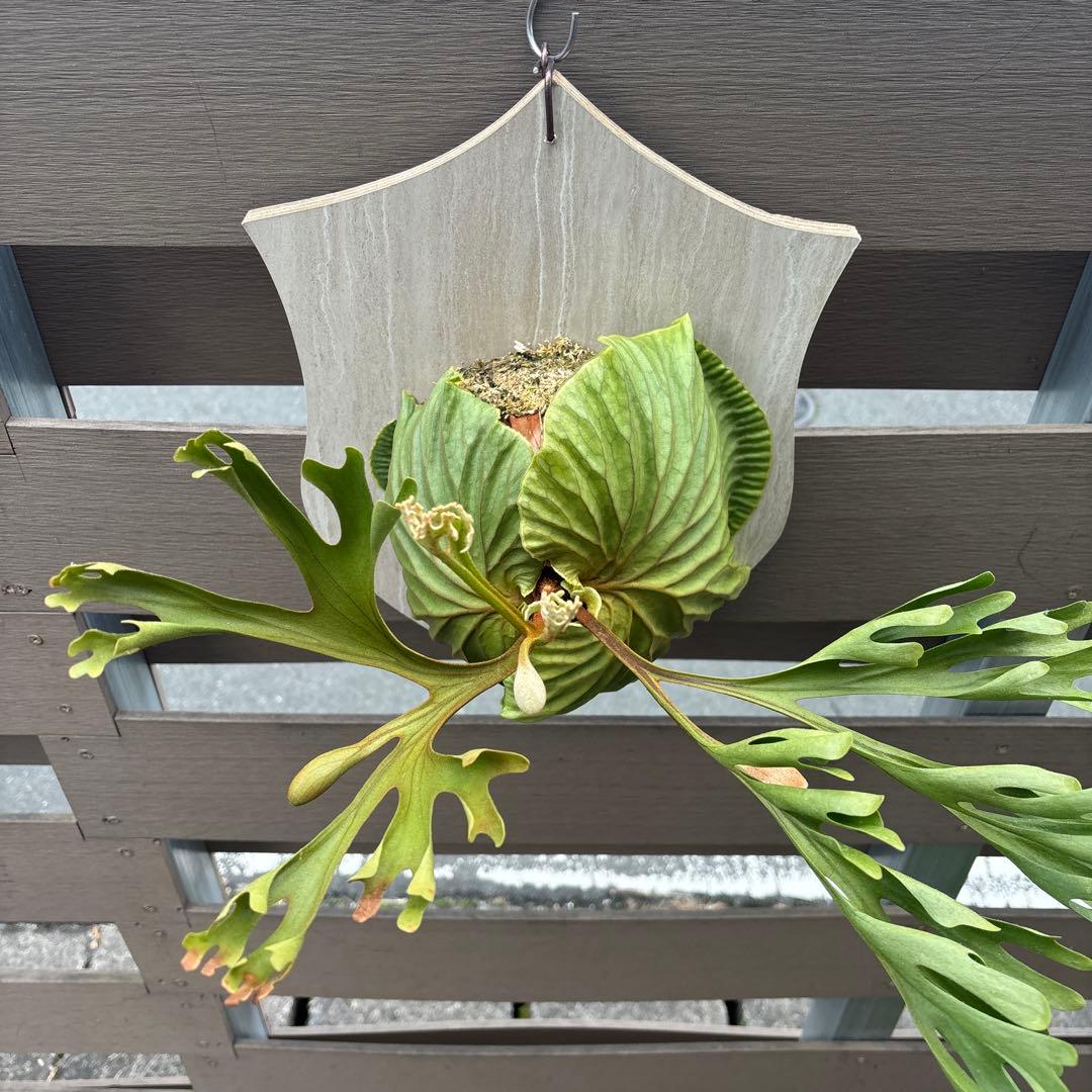 く*様 ビカクシダ　リドレイ　ワイルド　大きめサイズ　コウモリラン