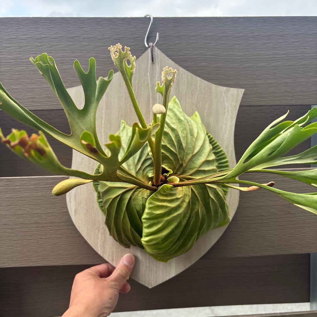 く*様 ビカクシダ　リドレイ　ワイルド　大きめサイズ　コウモリラン