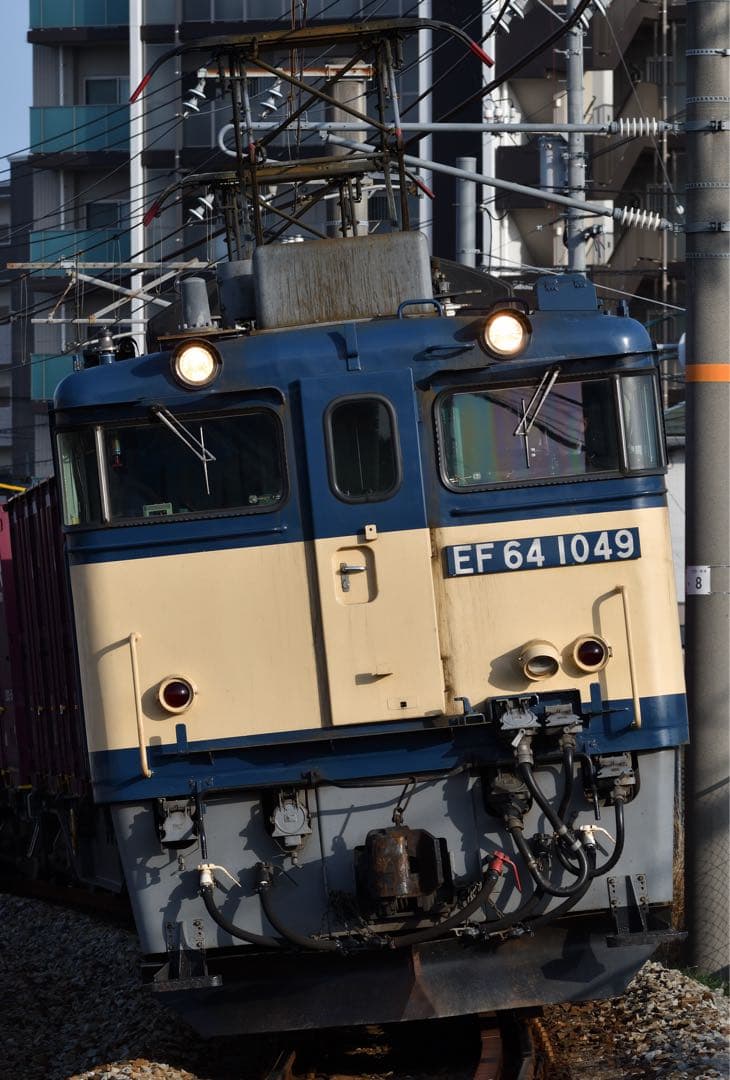 たぬき SIGMA APO 150-500mm F5-6.3 DG OS