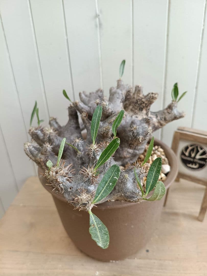 D064★発根済★大株美形パキポディウムブレビカリックス