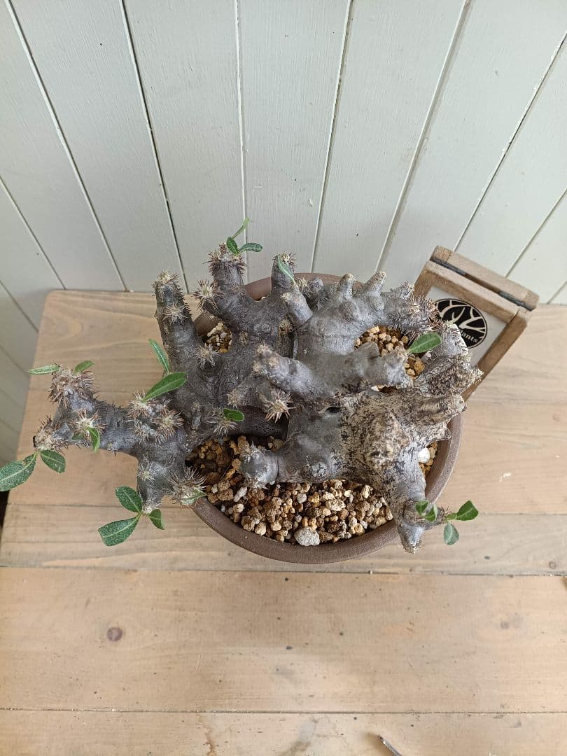 D064★発根済★大株美形パキポディウムブレビカリックス