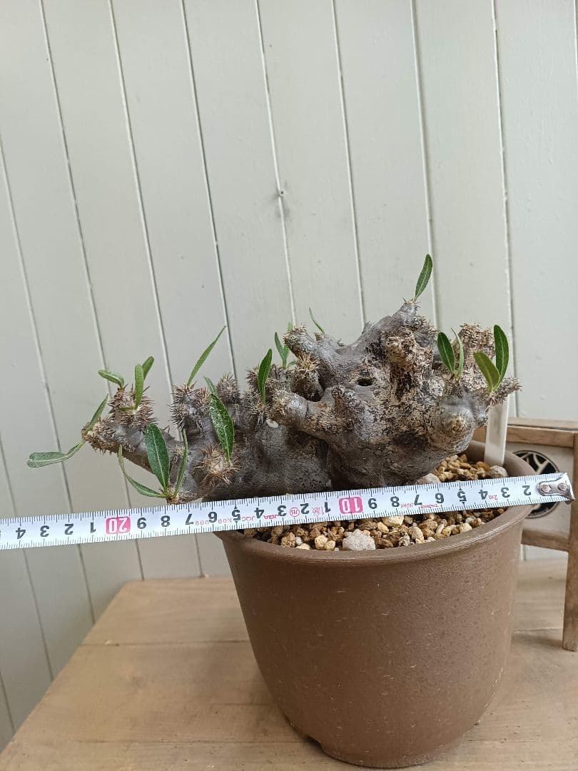 D064★発根済★大株美形パキポディウムブレビカリックス