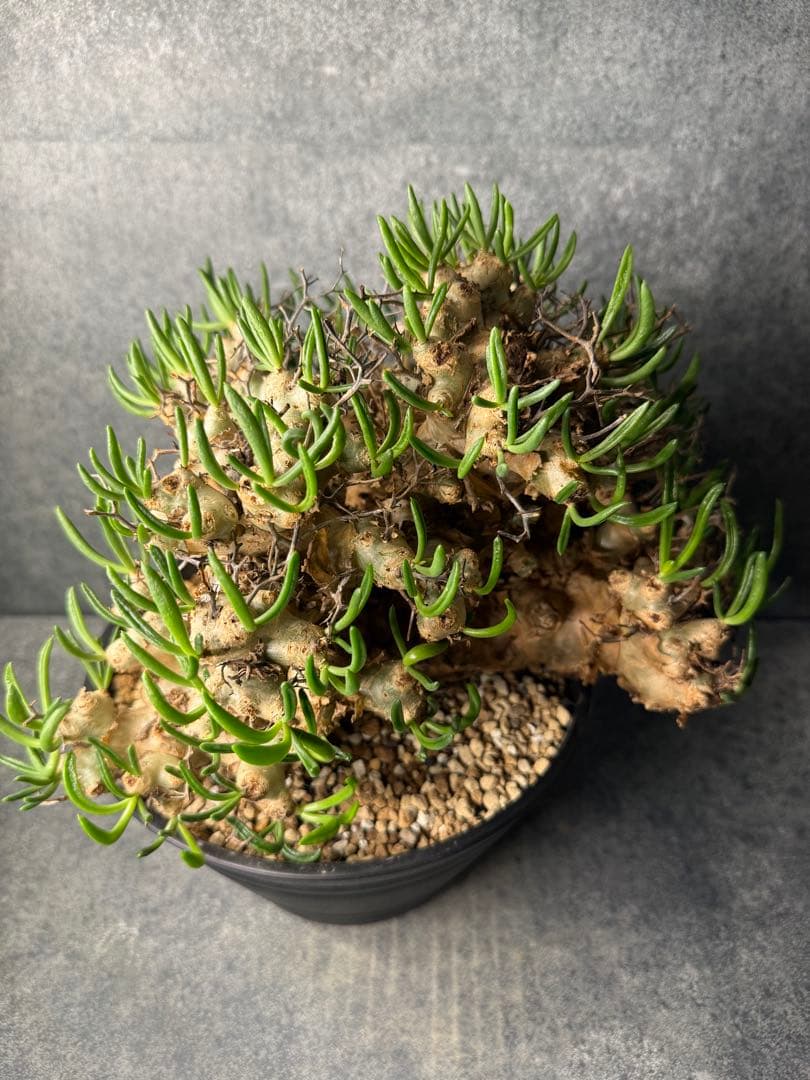 チレコドン　レティキュラータス　万物想　現地球　発根済み　大株　現16