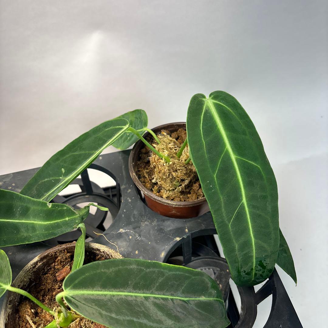 B*L様 5株セットms65warocqueanum アンスリウム・ワロクアナム