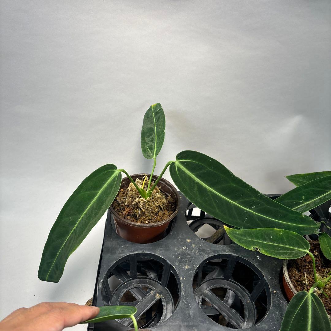 B*L様 5株セットms65warocqueanum アンスリウム・ワロクアナム