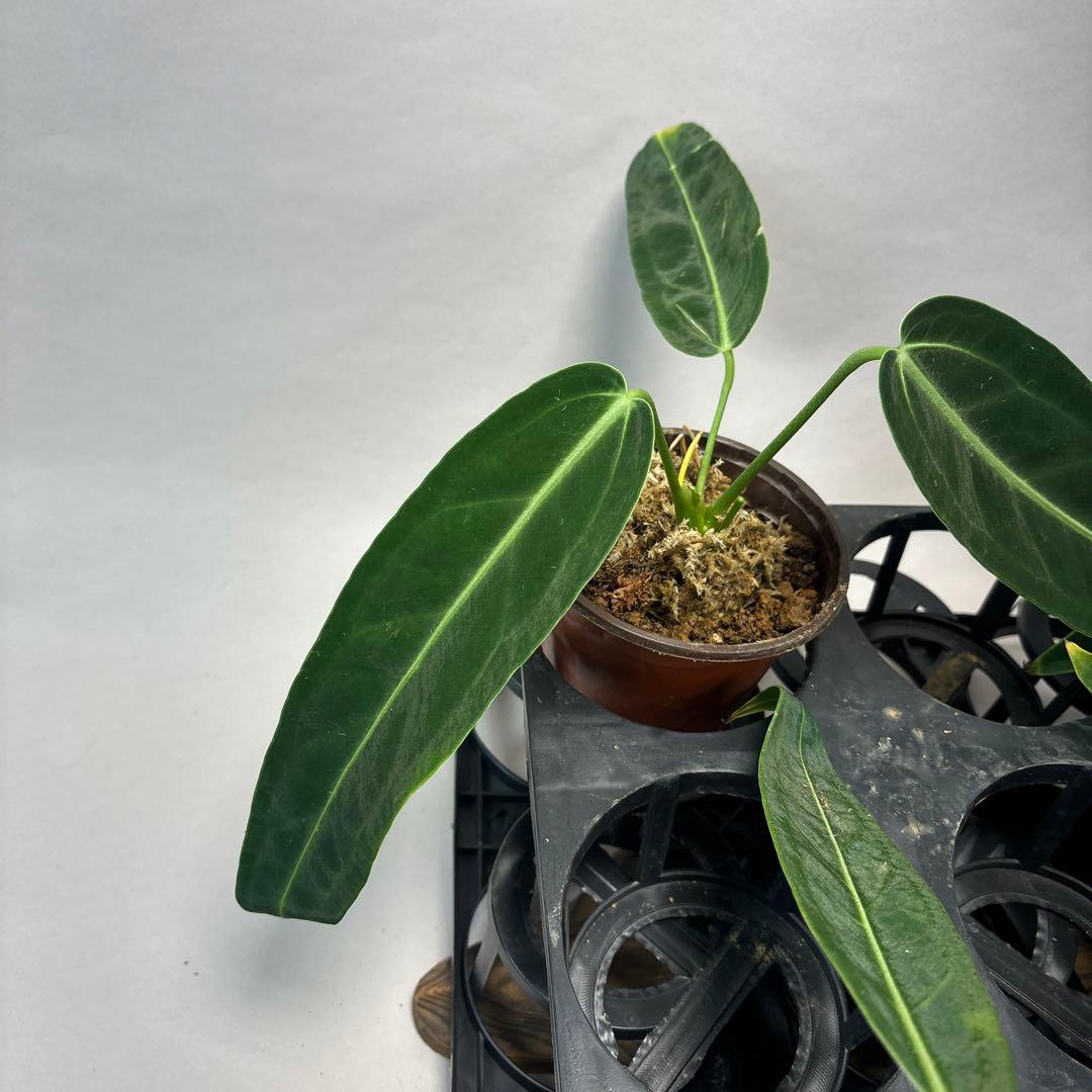 B*L様 5株セットms65warocqueanum アンスリウム・ワロクアナム