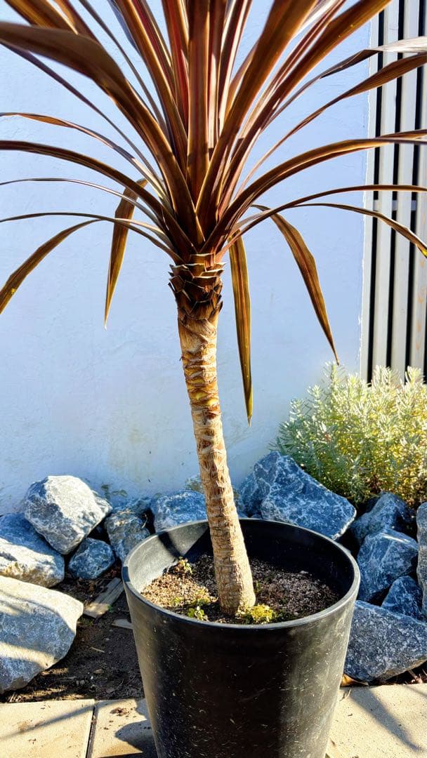 超大株！コルジリネ コーヒークラシック1.5M(鉢底から)期間限定セール☆品番E