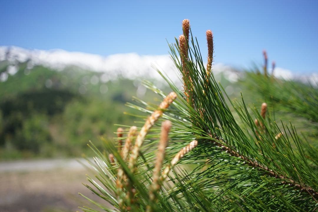作例付き　Konica HEXANON 28mm F3.5 管mpr