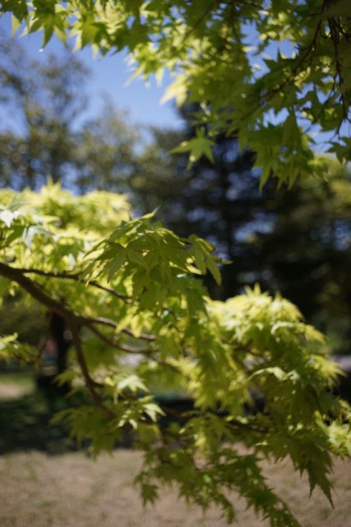 作例付き　Konica HEXANON 28mm F3.5 管mpr
