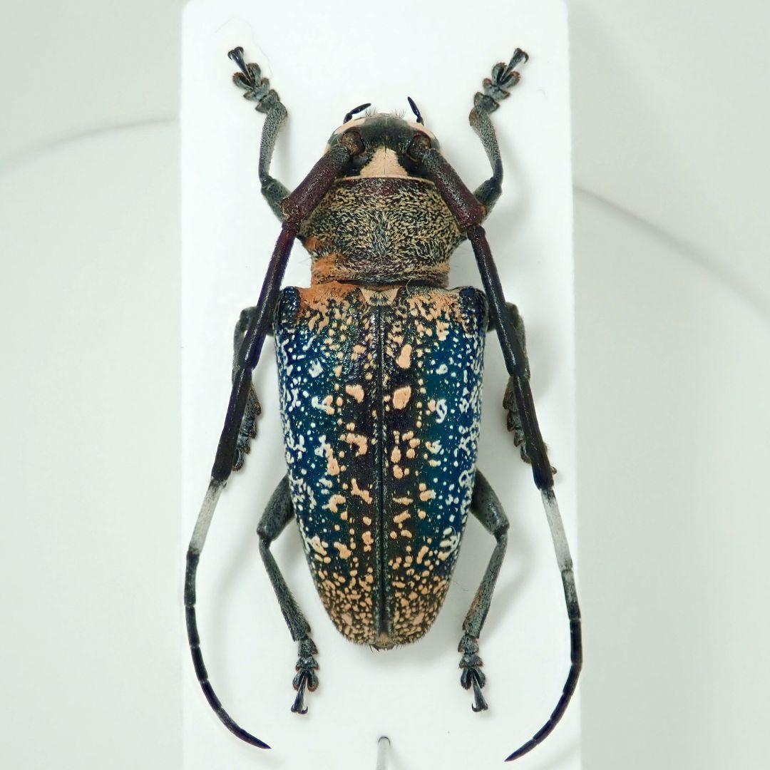 カリマンタン島の美麗カミキリ