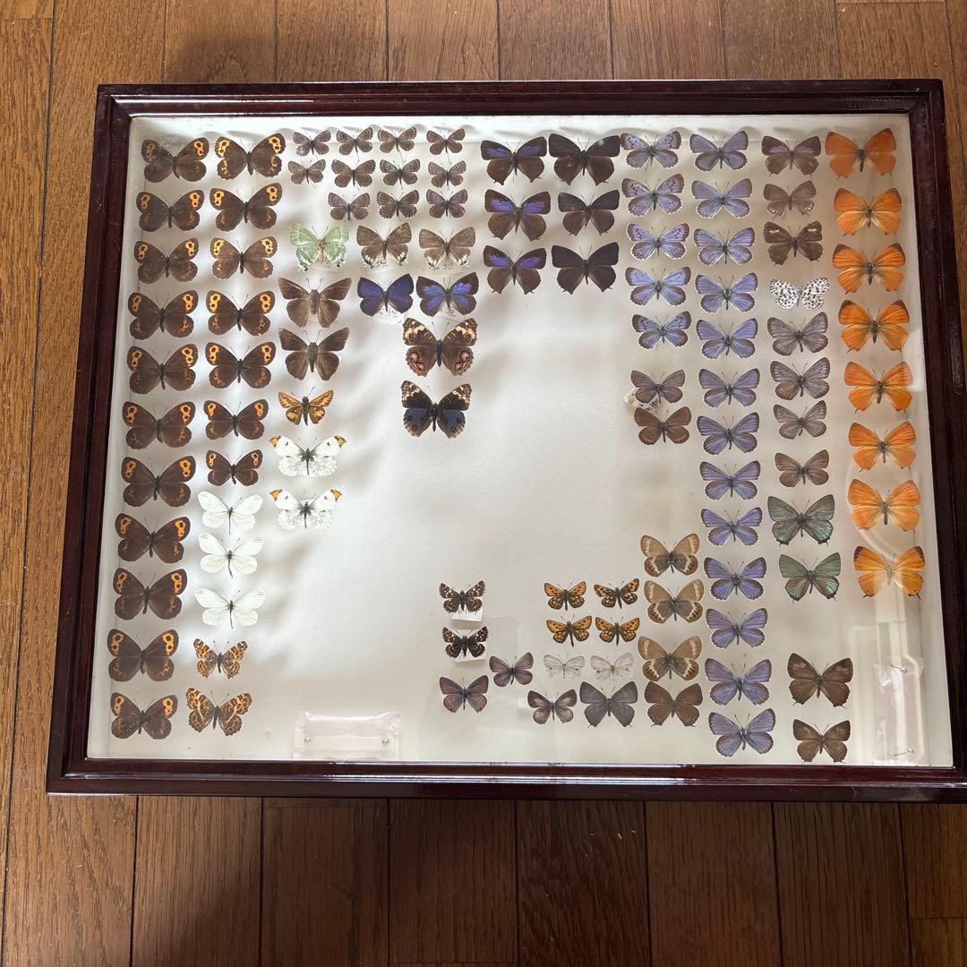 蝶の標本セット（ガラスケース入り）