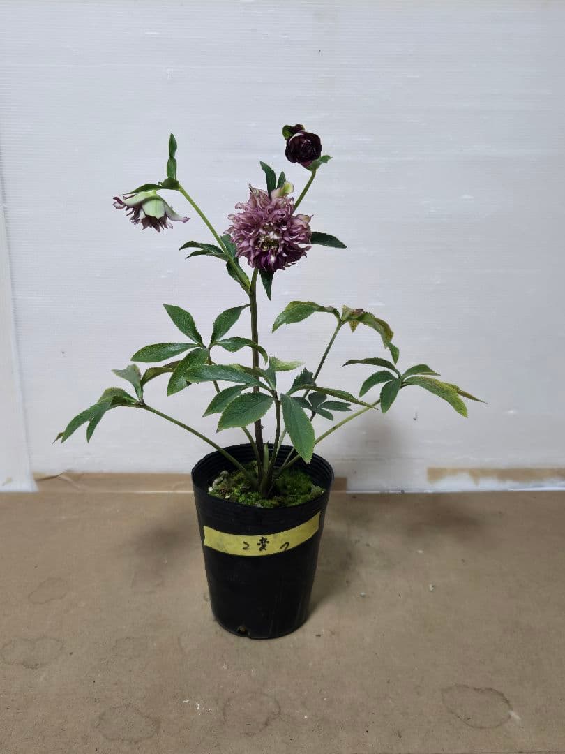 ☆クリスマスローズ☆多弁　変わり咲き☆4.5号鉢☆