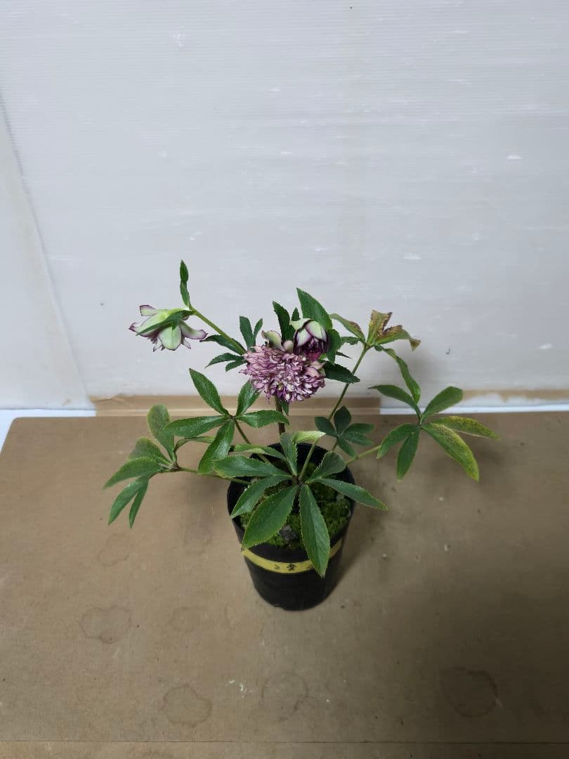 ☆クリスマスローズ☆多弁　変わり咲き☆4.5号鉢☆