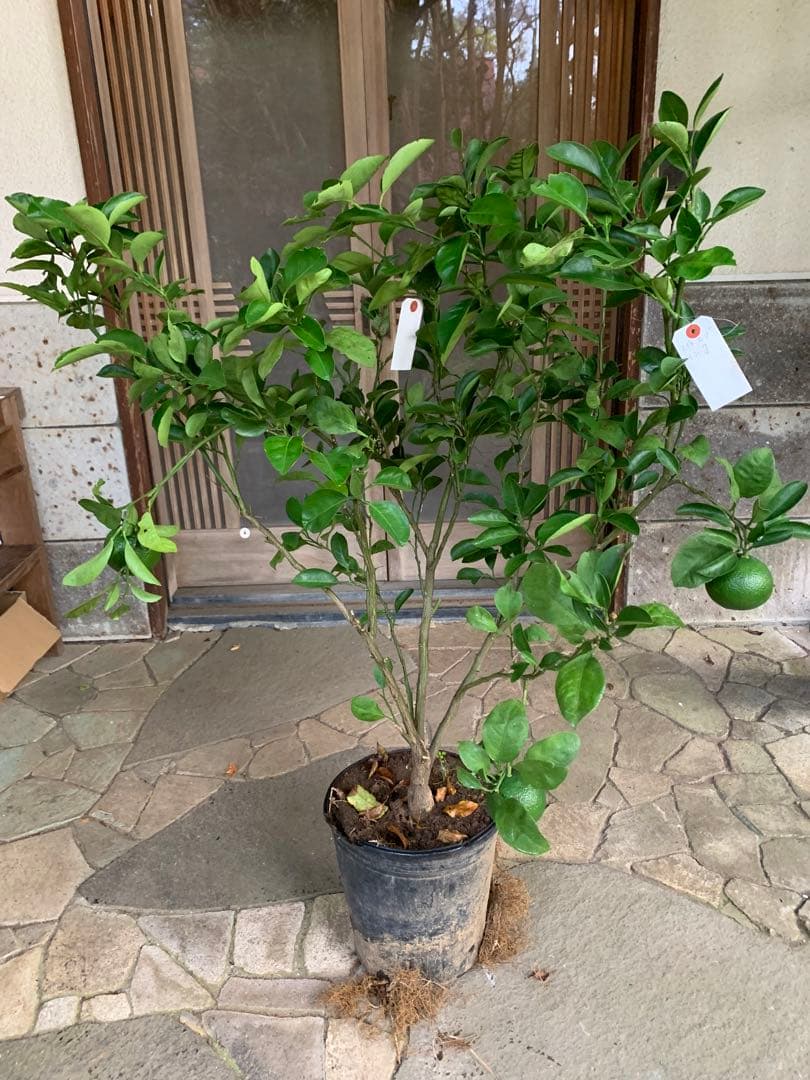 無農薬 スイートスプリングオレンジ 苗木 果樹 特大株