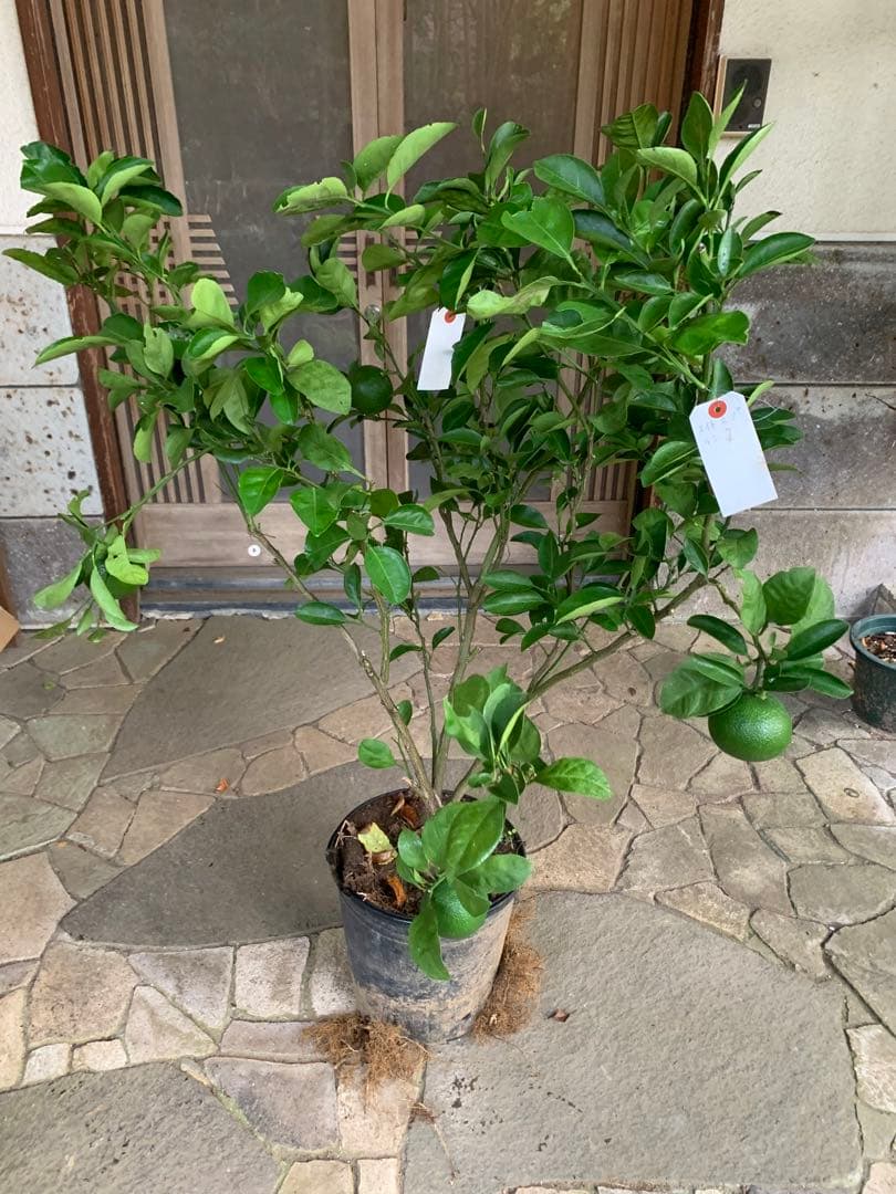 無農薬 スイートスプリングオレンジ 苗木 果樹 特大株