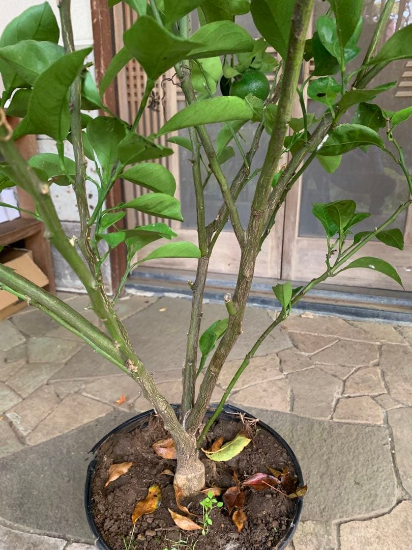 無農薬 スイートスプリングオレンジ 苗木 果樹 特大株