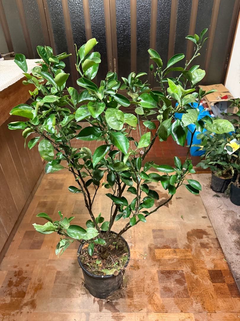 無農薬 スイートスプリングオレンジ 苗木 果樹 特大株