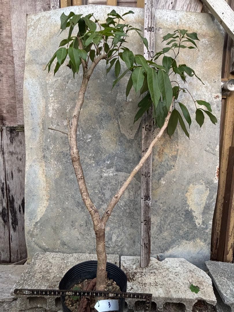 期間限定お値下げ　ライチ玉荷包　 取り木苗木